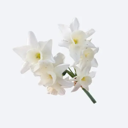 Narcissus 'Vigil'