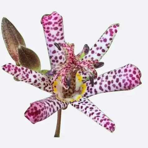 Toad lily 'Dark Beauty'