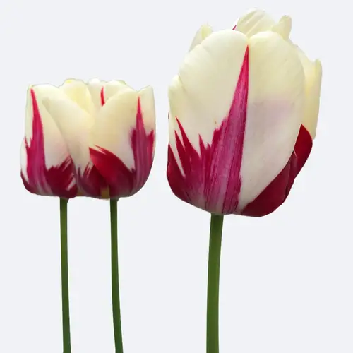 Tulips 'World Expression'