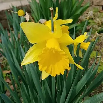 Daffodils 'Bawnboy'