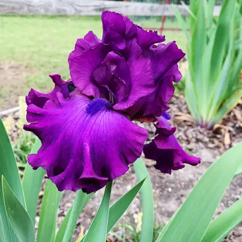 Bearded iris 'Purple Serenade'