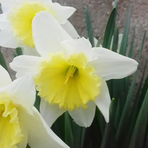 Daffodils 'Holland Sensation'