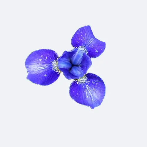 Siberian iris 'Silver Edge'