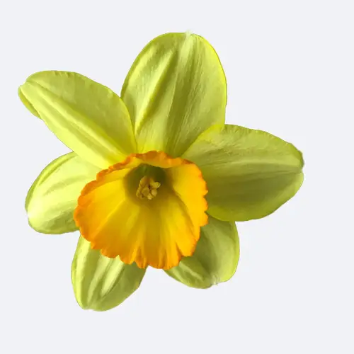 Daffodils 'Badbury Rings'
