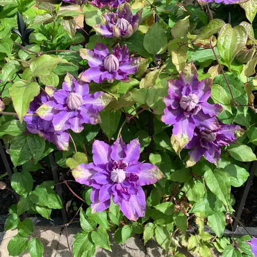 Clematis 'Royalty'