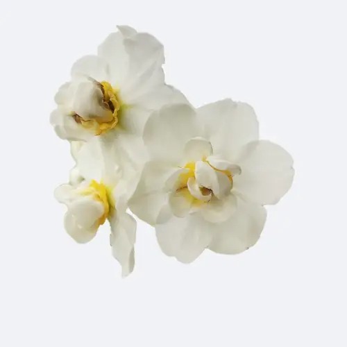 Daffodils 'Cheerfulness'