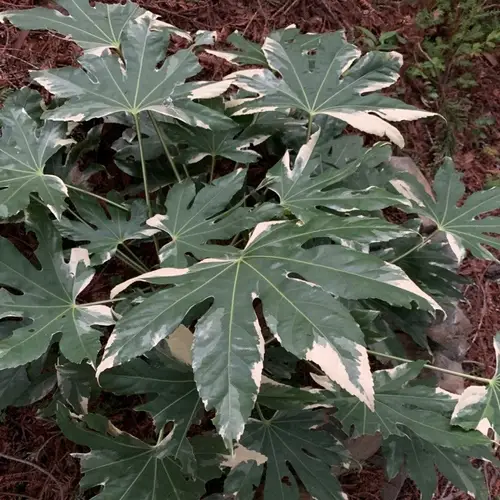 Paperplant 'Variegata'