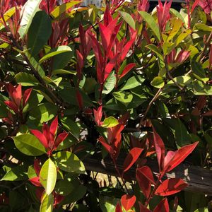 How to Grow and Care for Red tip photinia 'Little Red Robin'