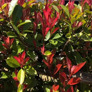 How to Grow and Care for Red tip photinia 'Little Red Robin'