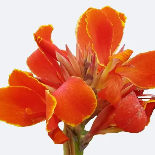 Canna lilies 'Rosemond Coles'