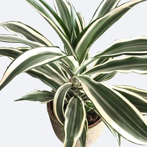 Corn plant 'White Jewel' (Dracaena deremensis 'White Jewel') - PictureThis