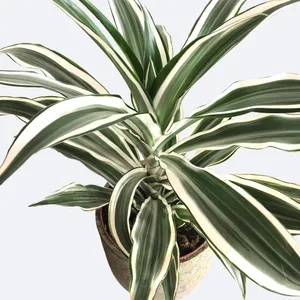 monstera fensterblatt Monstera Minima