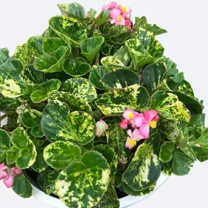 Japanisches Schiefblatt 'Charm' (Begonia 'Charm') - PictureThis