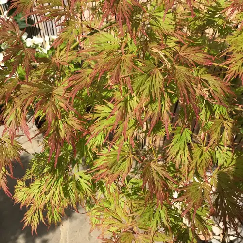 Acer shirasawanum 'Kawaii'