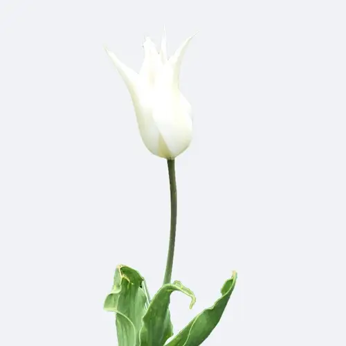 Tulips 'Très Chic'