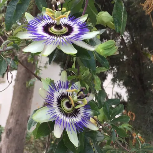 Passion flowers 'Party Animal'