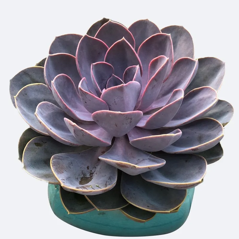 エケベリア・ギビフローラ 'Purple Pearl'を多肉植物ガーデニングに