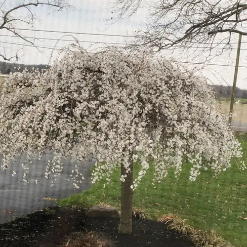 Prunus 'Snow Showers'