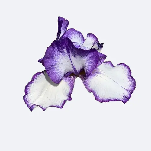 Bearded iris 'Orinoco Flow'