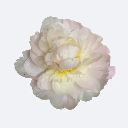 Chinese peony 'Golly'