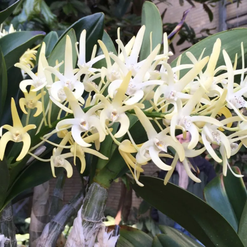 タイミンセッコク（大明石斛）の花言葉とその歴史的・文化的意義