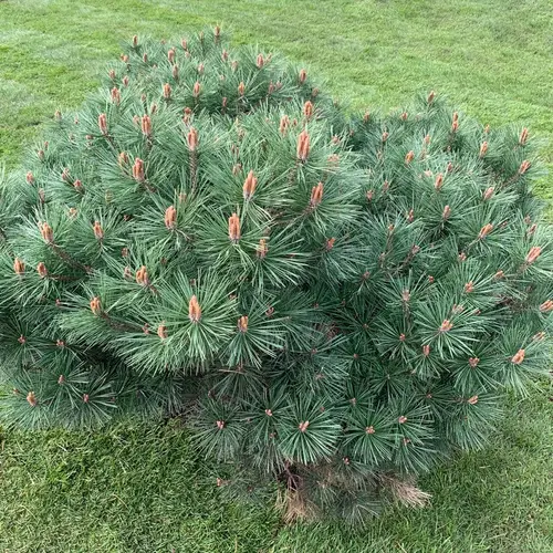 Scots pine 'Beuvronensis'