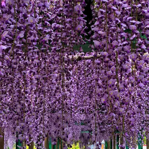 Japanese wisteria 'Royal Purple'