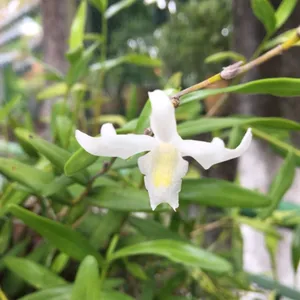カショウセッコク (Dendrobium crumenatum) - PictureThis