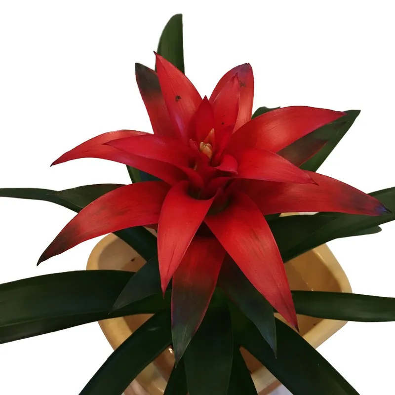 Die Bedeutung und Sprache der Bromelie Guzmania: Eine faszinierende Blume