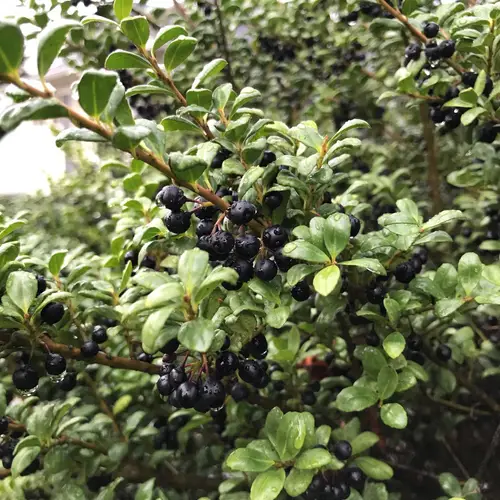 Cascade bilberry