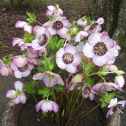 Hellebores 'French Kiss'
