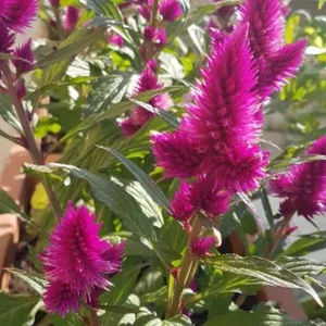 Cockscombs (Celosia) - PictureThis