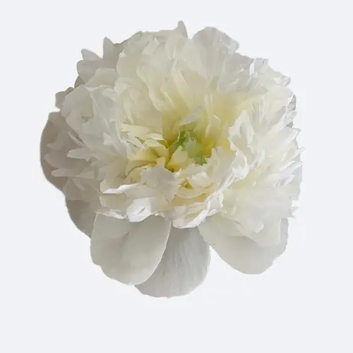 Paeonia lactiflora 'Duchesse de Nemours'