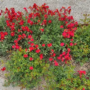 How to Grow and Care for Shrubby rockrose 'Red Dragon'