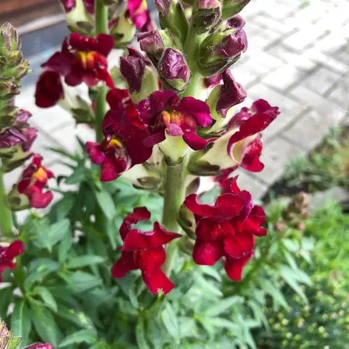 Garden snapdragon 'Night and Day'