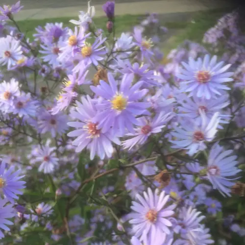 Asters 'Blue Star'