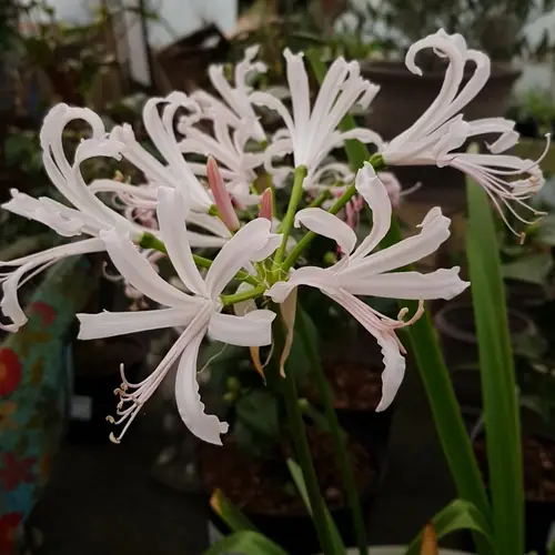 Guernsey lily 'Ostara K'