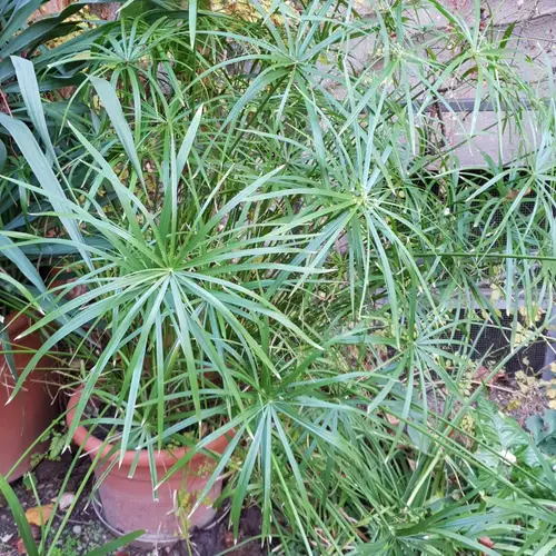 Cyperus involucratus 'Baby Tut'