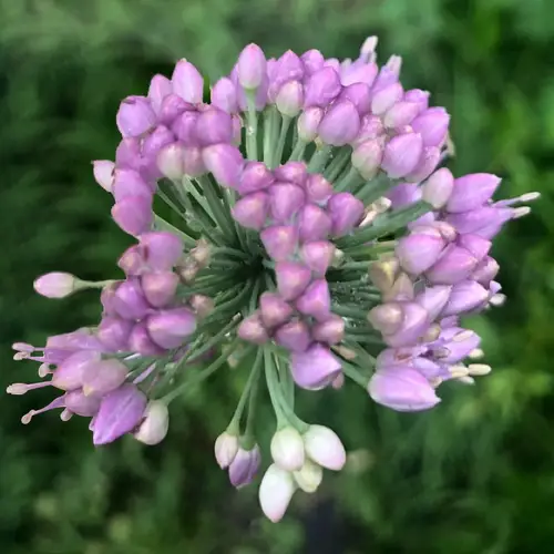 Aging chive 'Blue Eddy'