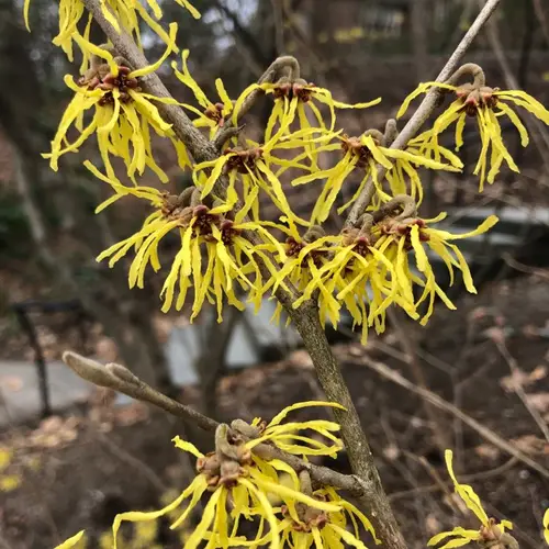 Witch-hazels 'Barmstedt Gold'