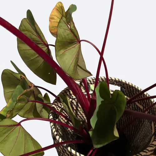 Colocasia esculenta 'Hawaiian Punch'