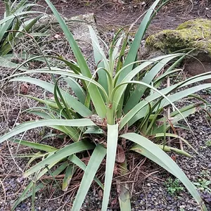 アガベ・ブラクテオサ (Agave bracteosa) - PictureThis