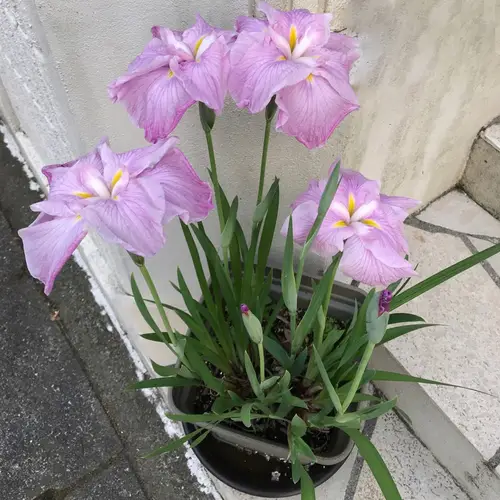 Japanese iris 'Coho'
