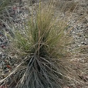 Western needle grass