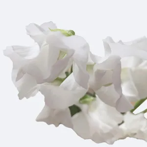 スイートピー 'White Frills' (Lathyrus odoratus 'White Frills