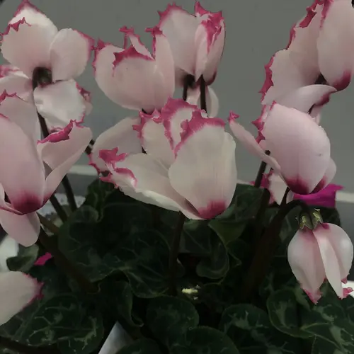Cyclamen 'Victoria 50 Rose with Eye'