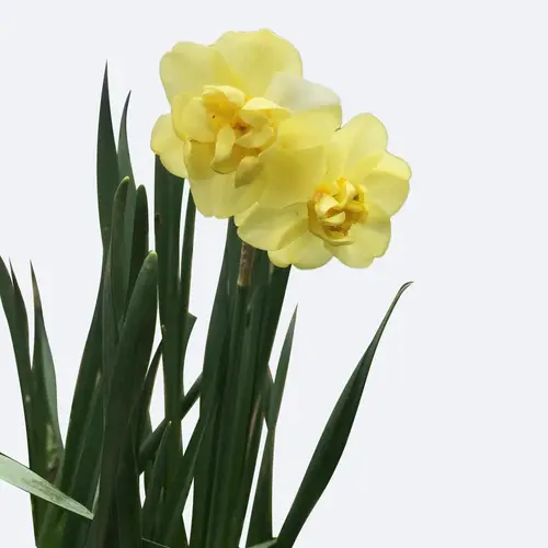 Daffodils 'Yellow Cheerfulness'