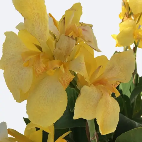 Canna lilies 'Cannova Yellow'