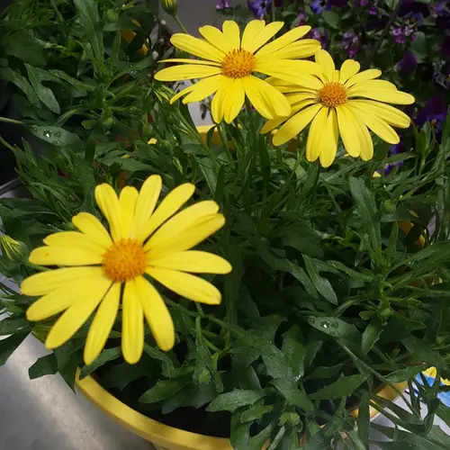 Daisybushes 'Voltage Yellow'