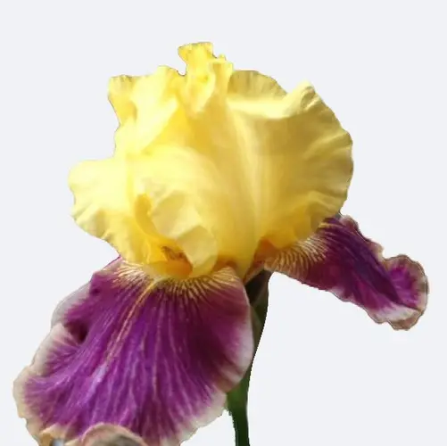 Irises 'Who Needs A Prince'